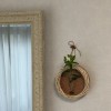 壁掛け仏壇「鏡壇ミラリエ」に今日（9/16の誕生花の「アスクレピアス（トウワタ／唐綿）」を飾ってみました。