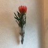 壁掛け仏壇「鏡壇ミラリエ」に今日（10/21）の誕生花の「ピンクッション」の花を飾ってみました。