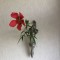 壁掛け仏壇「鏡壇ミラリエ」に今日（11/24）の誕生花の「モミジアオイ（紅葉葵）」の花を飾ってみました。
