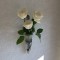 壁掛け仏壇「鏡壇ミラリエ」に今日（11/22）の誕生花の白いバラの花を飾ってみました。