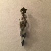 壁掛け仏壇「鏡壇ミラリエ」に今日（1/19）の誕生花の「バーゼリア・ガルピニ」を飾ってみました。