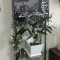 壁掛け仏壇「鏡壇ミラリエ」に今日（3/30）の誕生花の「ハーデンベルギア」を飾ってみました。