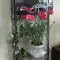壁掛け仏壇「鏡壇ミラリエ」に今日（4/18）の誕生花の「マーガレット」の鉢植えを飾ってみました。