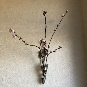 壁掛け仏壇「鏡壇ミラリエ」に今日（4/2）の誕生花の「サクラ（桜）」を飾ってみました。