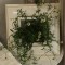 壁掛け仏壇「鏡壇ミラリエ」に今日（5/21）の誕生花の「エリゲロン」を飾ってみました。