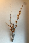 壁掛け仏壇「鏡壇ミラリエ」に今日（6/10）の誕生花の「マンサク」を飾ってみました。