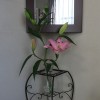 壁掛け仏壇「鏡壇ミラリエ」に今日（8/11）の誕生花の「ピンクのユリ（白百）」を飾ってみました。