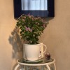 壁掛け仏壇「鏡壇ミラリエ」に今日（10/20）の誕生花の「エキザカム」を飾ってみました。