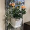 壁掛け仏壇「鏡壇ミラリエ」に今日（11/15）の誕生花の「淡いオレンジのバラ（薔薇）」を飾ってみました。