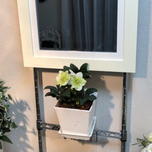 壁掛け仏壇「鏡壇ミラリエ」に今日（12/19）の誕生花の「クリスマスローズ（寒芍薬）」を飾ってみました。