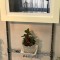 壁掛け仏壇「鏡壇ミラリエ」に今日（12/27）の誕生花の「ヤブコウジ（藪柑子）」を飾ってみました。