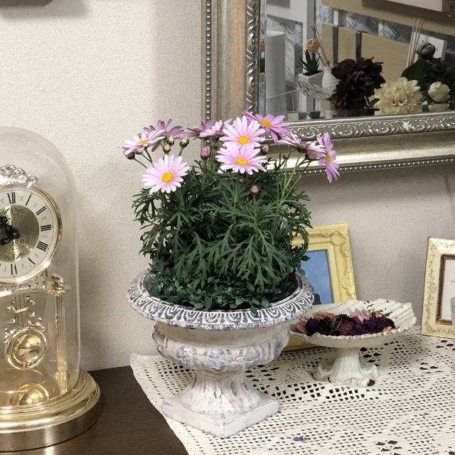 壁掛け仏壇「鏡壇ミラリエ」に今日（2/5）の誕生花の「マーガレット（木春菊）」を飾ってみました。