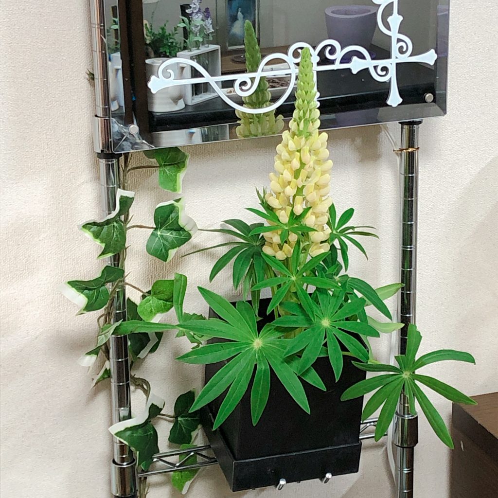 壁掛け仏壇「鏡壇ミラリエ」に今日（1/29）の誕生花の「ルピナス（葉団扇豆）」を飾ってみました。